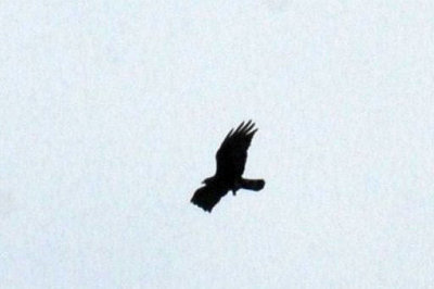 412BirdsReal 224toswebb.jpg