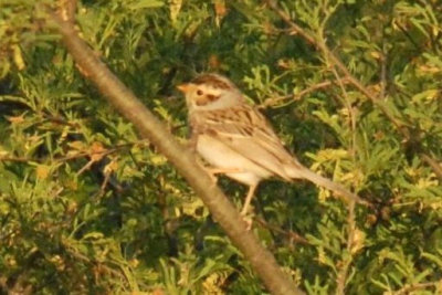 53Cooks 017claycoloredsparrowweb.jpg