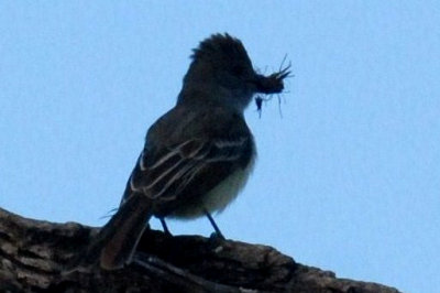 53Cooks 037browncrestedweb.jpg