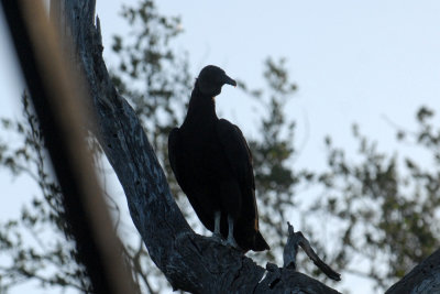 53Cooks 042blackvulturemamaweb.jpg