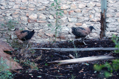 510cooks 054blackvulturechicksweb.jpg