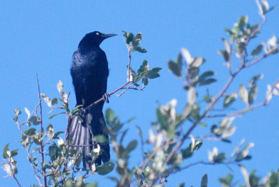 510cooks 082greattailedgrackleweb.jpg