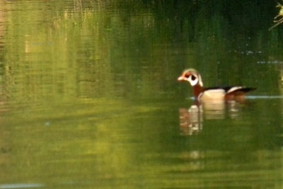 517cooks 049woodduckweb.jpg