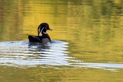 517cooks 030woodduckweb.jpg