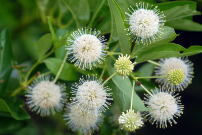 613cooks 015buttonbushweb.jpg