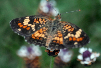 618cooks 010phaoncrescentweb.jpg