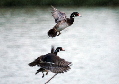 618cooks 012woodducksweb2.jpg