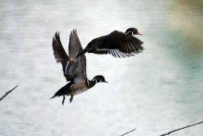 618cooks 013woodducksweb.jpg