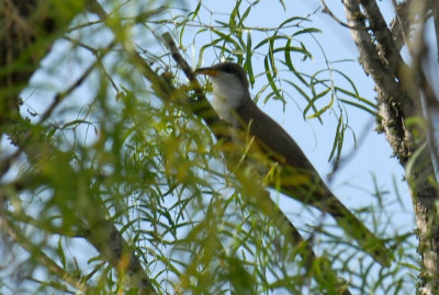 74cooks 074yellowbilledcuckooweb.jpg