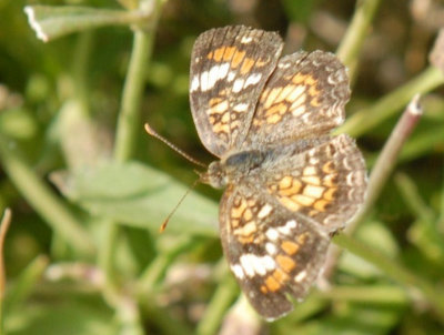 74cooks 142phaoncrescentweb.jpg