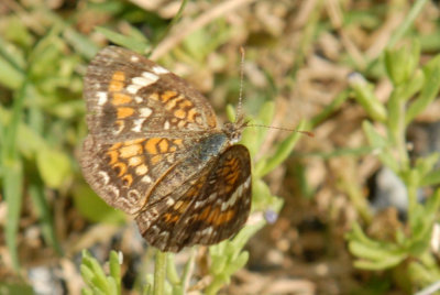 74cooks 157phaoncrescentweb.jpg