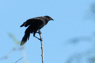 76COOKS 063redwingedblackbirdweb.jpg