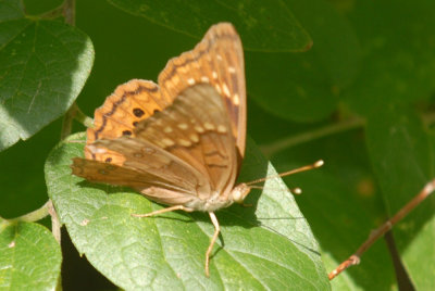 76COOKS 165variegatedfritillaryweb.jpg