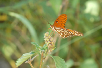 76COOKS 239gulffritillaryweb.jpg