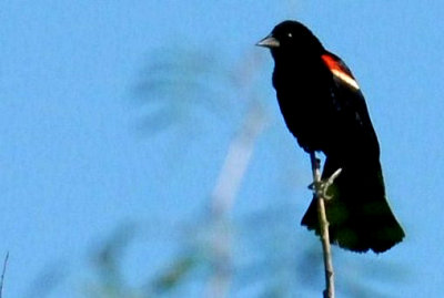 713Cooks 027redwingedblackbirdweb.jpg