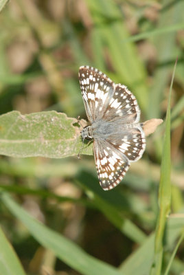 714cooks 030commoncheckeredskipperweb.jpg