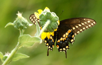 716cooks 117blackswallowtailweb.jpg