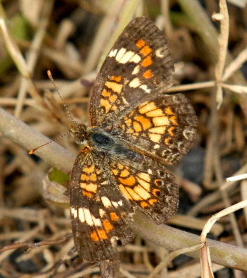 716cooks 004phaoncrescentweb.jpg