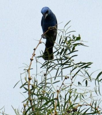 717cooks 012bluegrosbeakweb.jpg