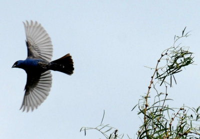 717cooks 013bluegrosbeakweb.jpg