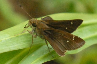 718butterflies 131skipperweb.jpg