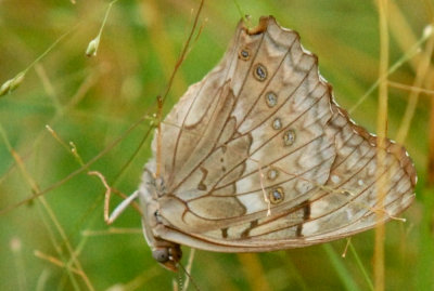 718butterflies 167tawnyemporerweb.jpg