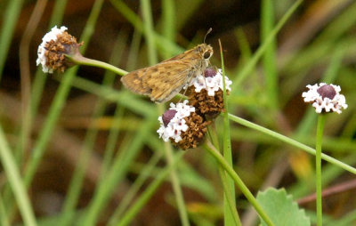 718butterflies 190skipperweb.jpg