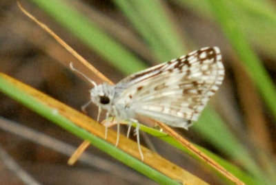 718butterflies 211skipperweb.jpg