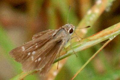 718butterflies 041SKIPPERWEB.jpg