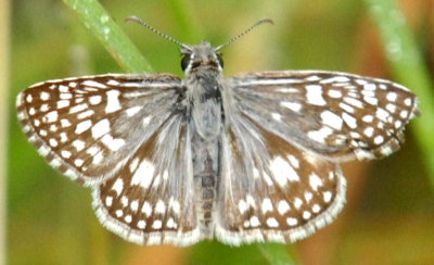718butterflies 056checkeredskipper.jpg