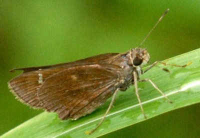 718butterflies 074SKIPPERWEB.jpg
