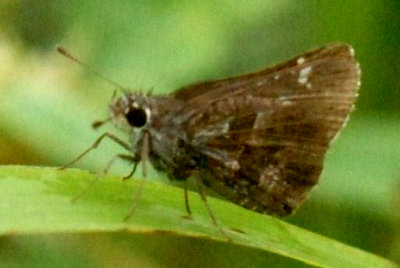718butterflies 111SKIPPERWEB.jpg