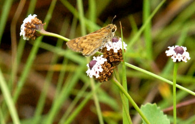 718butterflies 190FROGFRUITSKIPPERWEB.jpg
