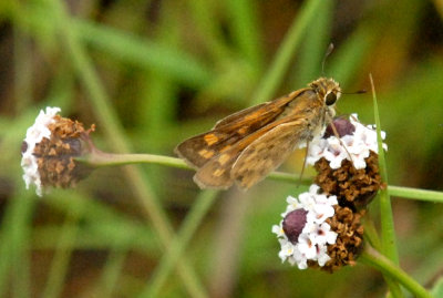 718butterflies 198FROGFRUIETSKIPPERWEB.jpg