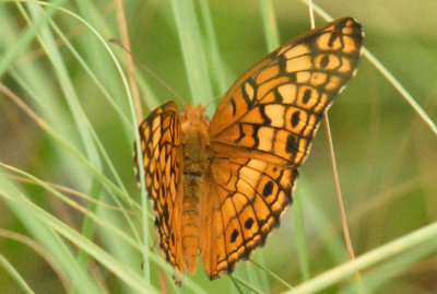 718butterflies 242VARIEGATEDFRITILLARYWEB.jpg