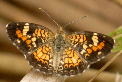 718butterflies 309phaoncrescentweb.jpg