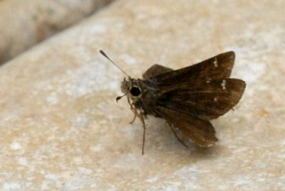 718butterflies 318skipperweb.jpg
