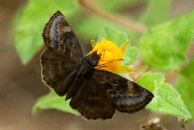 718butterflies 336falseduskywingweb.jpg
