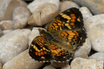 718butterflies 369crescentweb.jpg