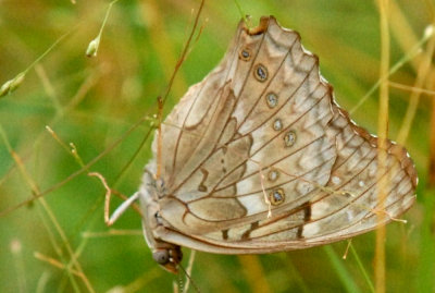 718butterflies TAWNYEMPERORWEB.jpg