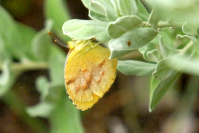 718butterflies 276sleepyorangeweb.jpg