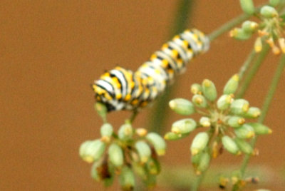 718butterflies 281catsweb.jpg