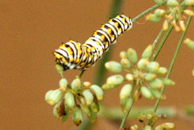 718butterflies 282catsweb.jpg