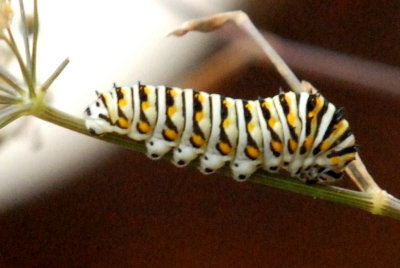 718butterflies 285catsweb.jpg