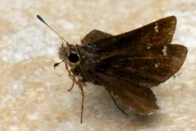 718butterflies 319cloudedskipperweb.jpg