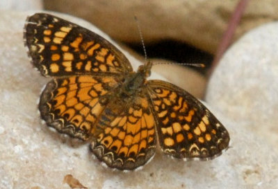 718butterflies 349phaoncrescentweb.jpg