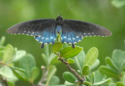 718butterflies 394pipevineswallowtailweb.jpg