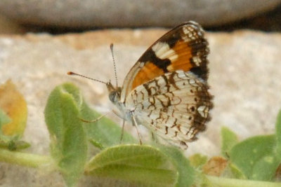 718butterflies phaoncresscentweb.jpg