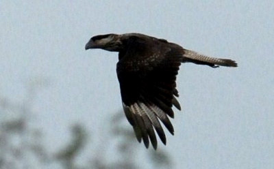 722cooks 016crestedcaracaraweb.jpg