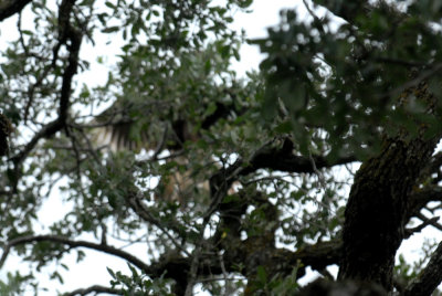722cooks 030guessthebirdweb.jpg
